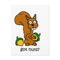 Cute squirrel got nuts post card