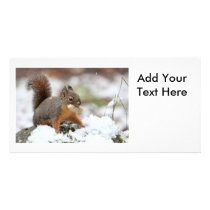 Cute Squirrel in Snow with Peanut Custom Photo Card