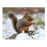 Cute Squirrel in the Snow Photo Postcard