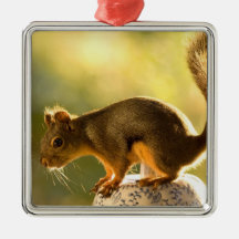 Cute Squirrel on a Cookie Jar Ornament