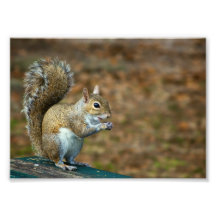 Cute Squirrel Photo