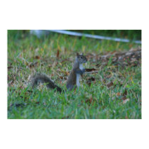 Cute Squirrel posters by shinobi9 Cute Squirrel posters