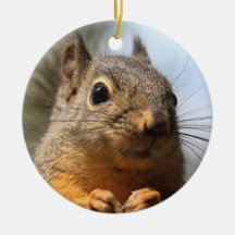 Cute Squirrel Smiling Closeup Photo Christmas Tree Ornaments