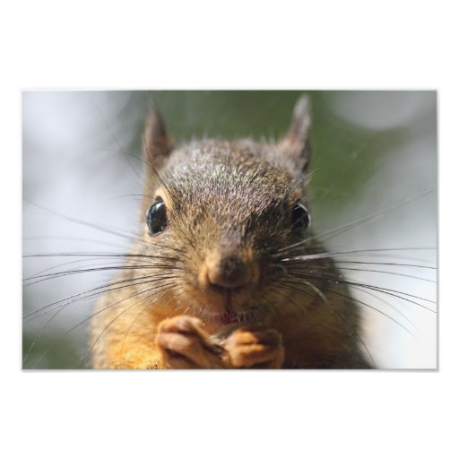 Cute Squirrel Smiling Photo