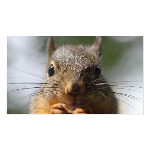 Cute Squirrel Smiling Photo Business Cards (back side)