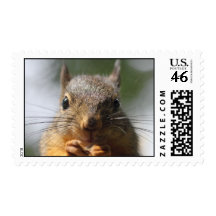 Cute Squirrel Smiling Photo Postage Stamps