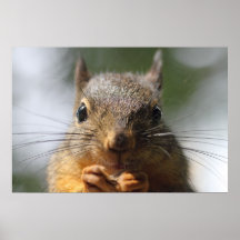 Cute Squirrel Smiling Photo Posters
