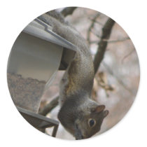 Cute Squirrel Stickers
