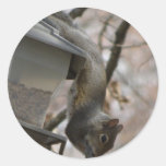 Cute Squirrel Stickers