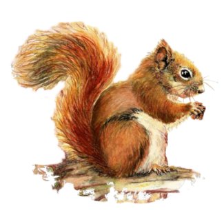 Cute Squirrel Watercolor Animal Nature photosculpture