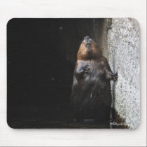 Cute Standing Wild Beaver Wildlife Photo mousepads