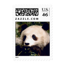 Cute Sweet Panda Bear Munching Stamps Stamp
