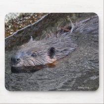Cute Swimming Wild Beaver Wildlife Photo mousepads