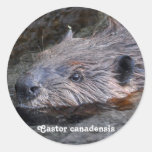 Cute Swimming Wild Beaver Wildlife Photo Stickers