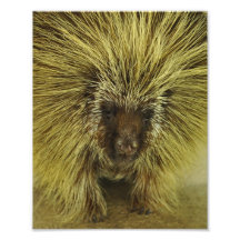 Cute Texas Porcupine Photo Print