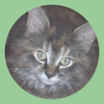 Cute Torbie Kitten stickers