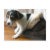 ugg, boot, puppy, jack, russell, terrier, dog,
