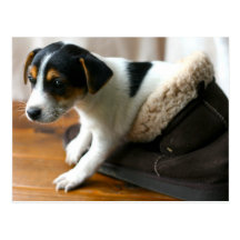 Cute Ugg Puppy Postcard (Jack Russell Terrier)