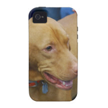 Cute Vizsla Dog iPhone 4 Cases