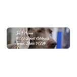 Cute Weimaraner Mailing Labels