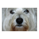 Cute Westie Canvas Print by flowercarole Cute Westie Canvas Print