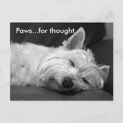 Cute Westie Pictures