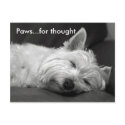Cute Westie Postcards by flowercarole Cute Westie Postcards