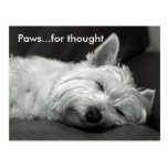 Cute Westie Postcards