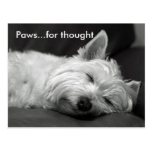 Cute Westie Postcards
