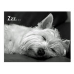 Cute Westie (West Highland Terrier) Dog Postcard