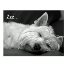 Cute Westie (West Highland Terrier) Dog Postcard