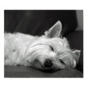 Cute Westie (West Highland Terrier) Dog posters