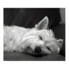 postcard - A lovely image of a White Westie (West Highland Terrier) dog fast asleep.