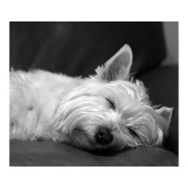 Cute Westie (West Highland Terrier) Dog posters by flowercarole Cute Westie (West Highland Terrier) Dog posters