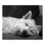 Cute Westie (West Highlan...