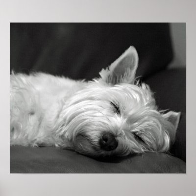 westie pictures. Cute Westie (West Highland