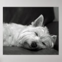 Cute Westie (West Highland Terrier) Dog posters