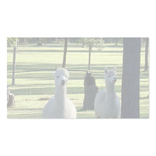 Cute White Alpaca Boys In Green Meadow Full Of Tre Business Card Template (back side)