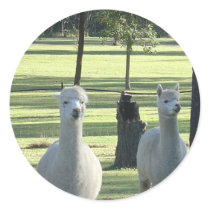 Cute White Alpaca Boys In Green Meadow Full Of Tre Round Stickers