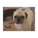 Cute White Bulldog Hello Postcard postcard