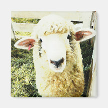 Cute White Fluffy Sheep Magnets