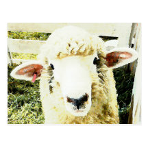 Cute White Fluffy Sheep Post Card