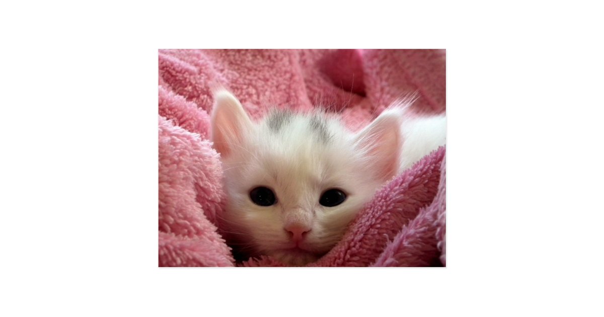 Cute white kitten sleeping in pink blanket postcard Zazzle