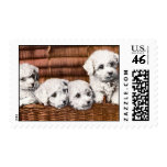 Cute white puppies postage stamp
