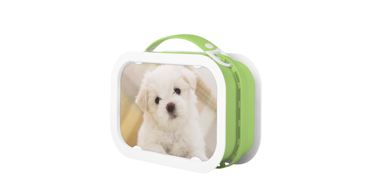 puppy lunch box white puppy lunch box school food zazzle puppy lunch box white puppy lunch box school food zazzle