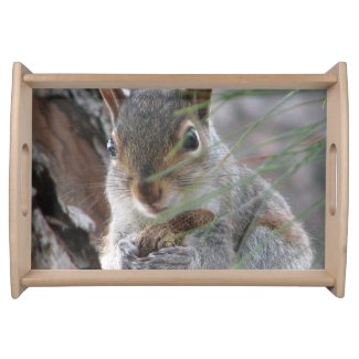 Cute Wild Gray Squirrel With Peanut Serving Tray