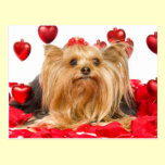 Cute Yorkie Valentine postcards