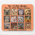 CUTE YORKIES 2008 CALENDAR ( mousepad) APRICOT