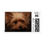 Cute Yorkshire Terrier Stamps