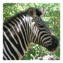 Cute Zebra Invitation